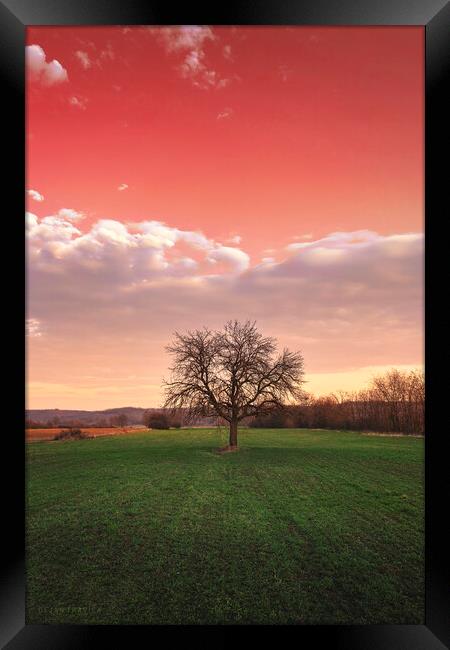 Bare tree in the field beneath the red sky Framed Print by Dejan Travica