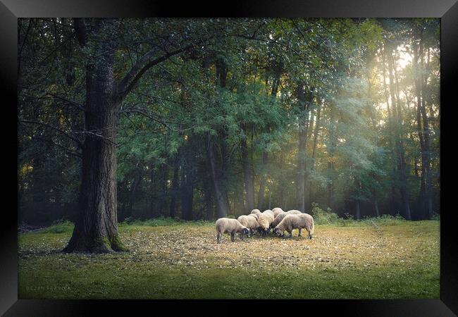 A flock of sheep is grazing in the forest Framed Print by Dejan Travica