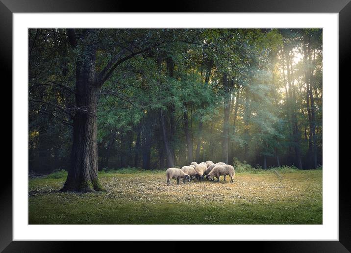 A flock of sheep is grazing in the forest Framed Mounted Print by Dejan Travica