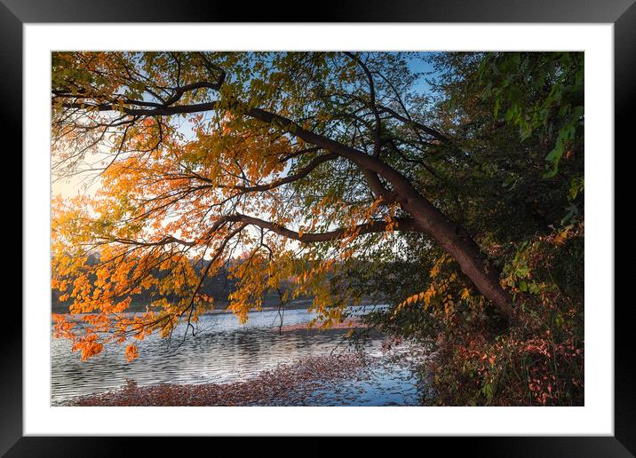 Here comes the autumn on the small lake Framed Mounted Print by Dejan Travica