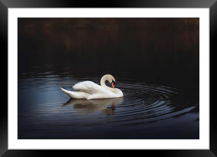 White swan in the lake at dusk Framed Mounted Print by Dejan Travica