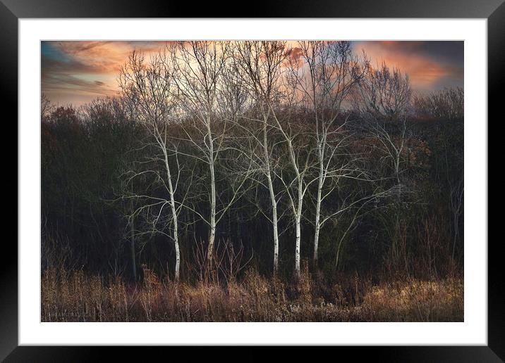 The graceful dance of white birches in the forest Framed Mounted Print by Dejan Travica