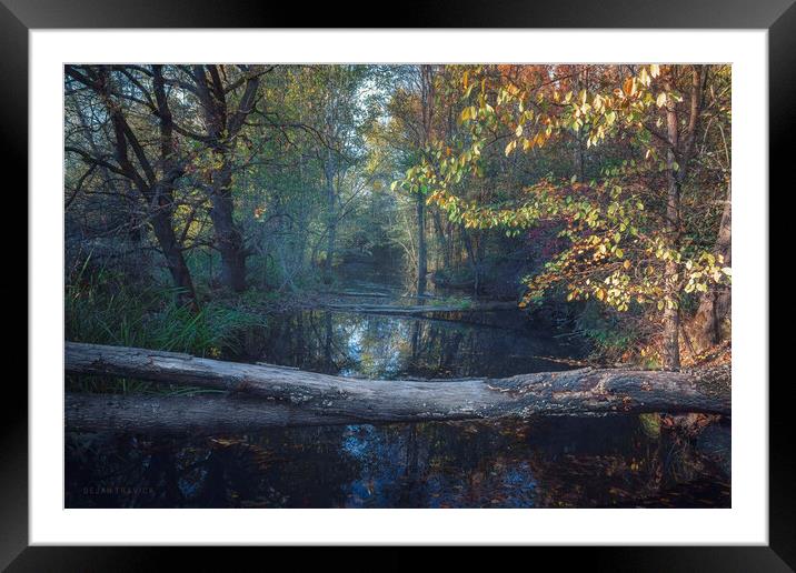 Small forest river in autumn Framed Mounted Print by Dejan Travica