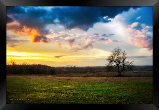 Lonely tree in the field Framed Print by Dejan Travica
