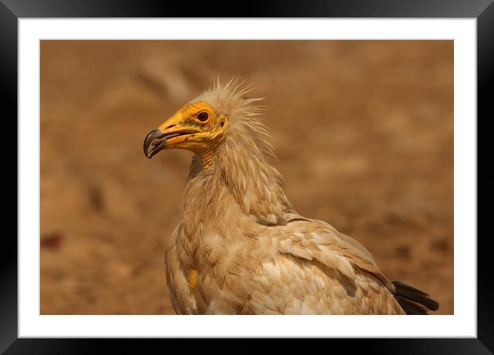 Egyptian vulture Framed Mounted Print by José Diogo