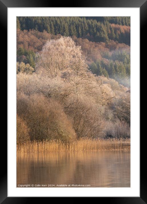 Frosty tree in the mist Framed Mounted Print by Colin Kerr
