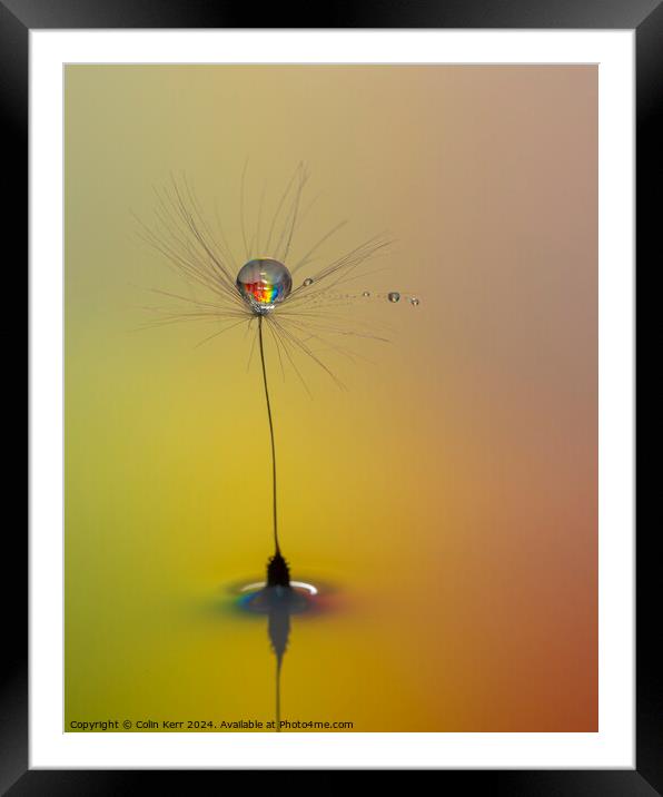 Waterdrops on a Dandelion Framed Mounted Print by Colin Kerr