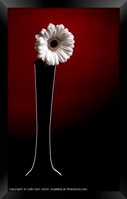 White Germini in Vase  Framed Print by Colin Kerr