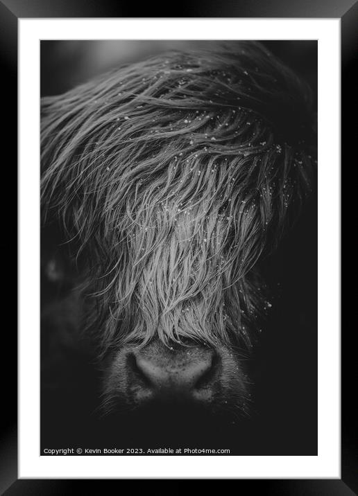 Highland cow portrait  Framed Mounted Print by Kevin Booker
