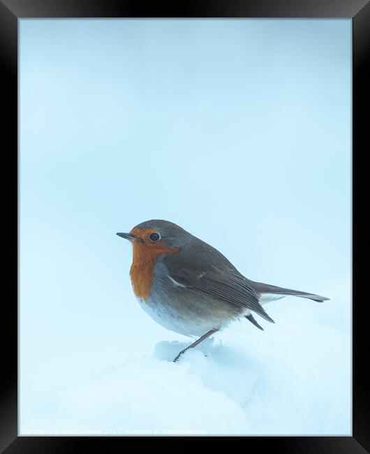 Peak district curious Robin Framed Print by Kevin Booker