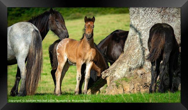 Bay roan colt foal in herd  Framed Print by Graham Mitchell