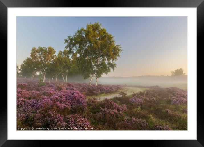 Heather in the Mist Framed Mounted Print by Daniel Gray
