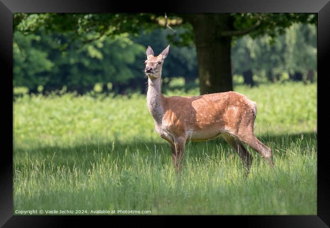 A deer standing on a lush green field Framed Print by Man And Life