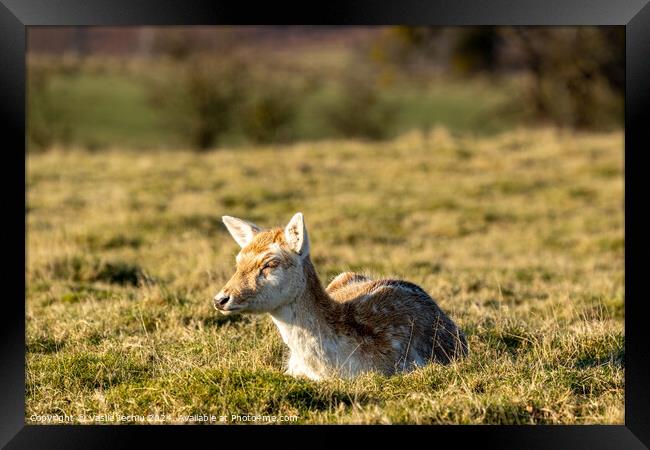 A small brown animal in a grassy field Framed Print by Man And Life