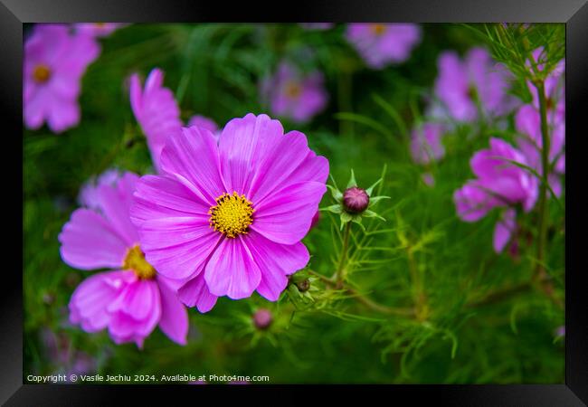 Plant flower Framed Print by Man And Life