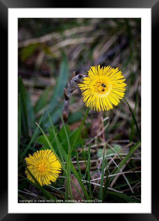 Plant flower Framed Mounted Print by Man And Life