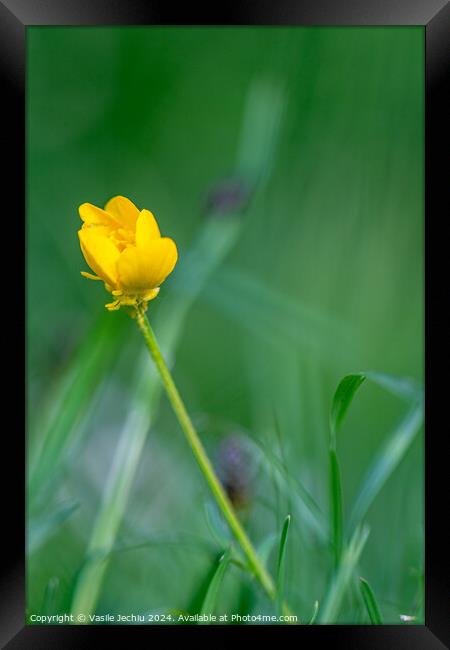 Plant flower Framed Print by Man And Life