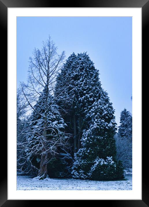 Plant tree Framed Mounted Print by Man And Life