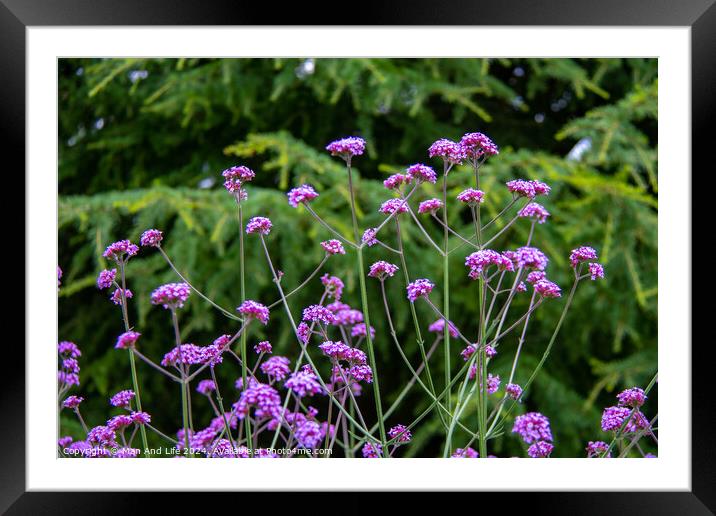 Plant  Framed Mounted Print by Man And Life