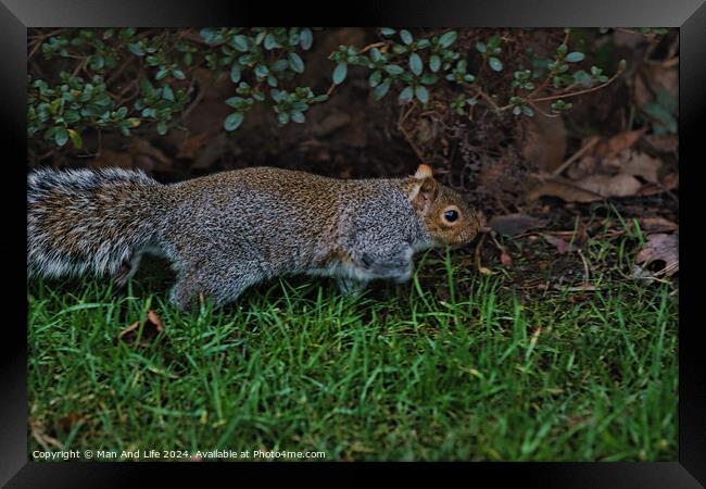 A squirrel standing on grass Framed Print by Man And Life