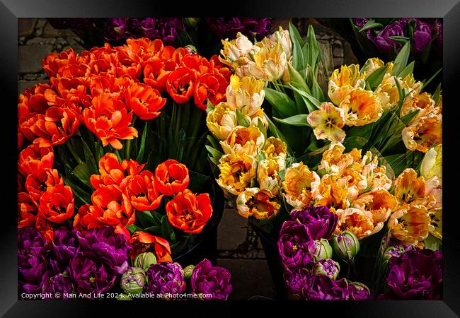 Vibrant tulips in orange, yellow, and purple hues, freshly bloomed and displayed at a flower market, showcasing the beauty of spring florals in York, North Yorkshire, England. Framed Print by Man And Life