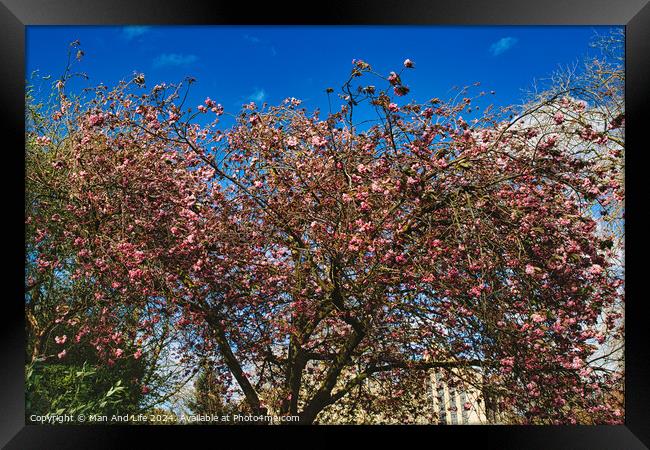 Blossoming pink cherry tree against a clear blue sky on a sunny day, signaling the arrival of spring in York, North Yorkshire, England. Framed Print by Man And Life