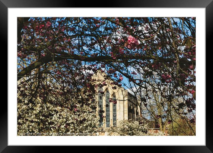 Springtime view of a historic building framed by branches with pink and white blossoms under a clear blue sky in York, North Yorkshire, England. Framed Mounted Print by Man And Life