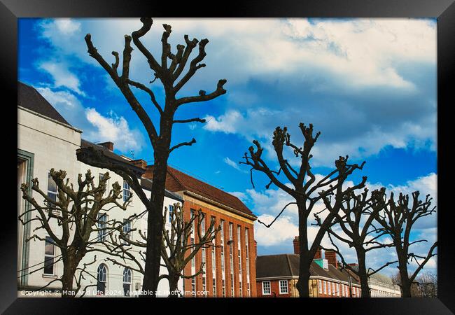 Leafless pruned trees stand against a vibrant blue sky with fluffy clouds, with traditional European architecture in the background in York, North Yorkshire, England. Framed Print by Man And Life