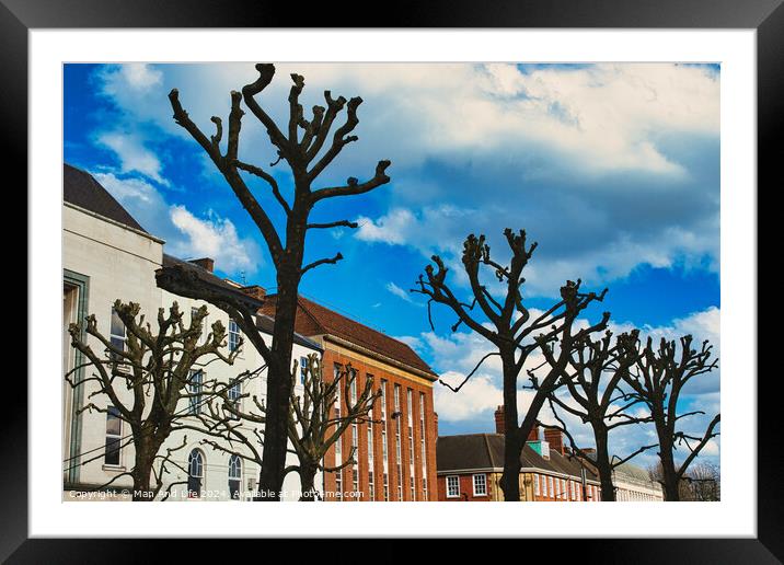 Leafless pruned trees stand against a vibrant blue sky with fluffy clouds, with traditional European architecture in the background in York, North Yorkshire, England. Framed Mounted Print by Man And Life