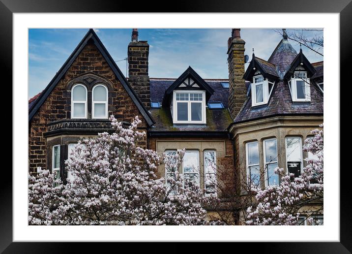 Traditional brick house with gabled roofs and dormer windows, framed by blossoming cherry trees under a clear blue sky in Harrogate, North Yorkshire. Framed Mounted Print by Man And Life