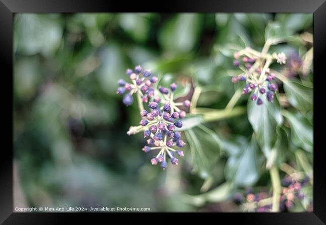Close-up of purple berries on a shrub with a soft-focus green leafy background, capturing the detail and color contrast in a natural setting. Framed Print by Man And Life