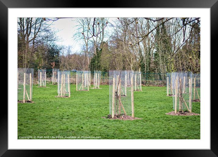 Young trees protected by wooden stakes and wire mesh in a green public park, showcasing urban reforestation and environmental conservation efforts in Harrogate, North Yorkshire. Framed Mounted Print by Man And Life