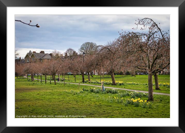 Tranquil park scene with blooming daffodils and bare trees, with a winding path and residential houses in the background under a cloudy sky in Harrogate, North Yorkshire. Framed Mounted Print by Man And Life
