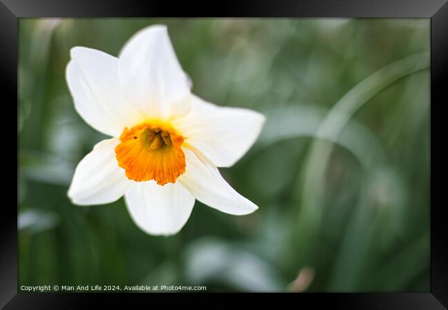 Close up photo of a yellow flower in the park Framed Print by Man And Life