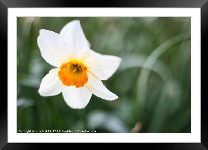 Close up photo of a yellow flower in the park Framed Mounted Print by Man And Life