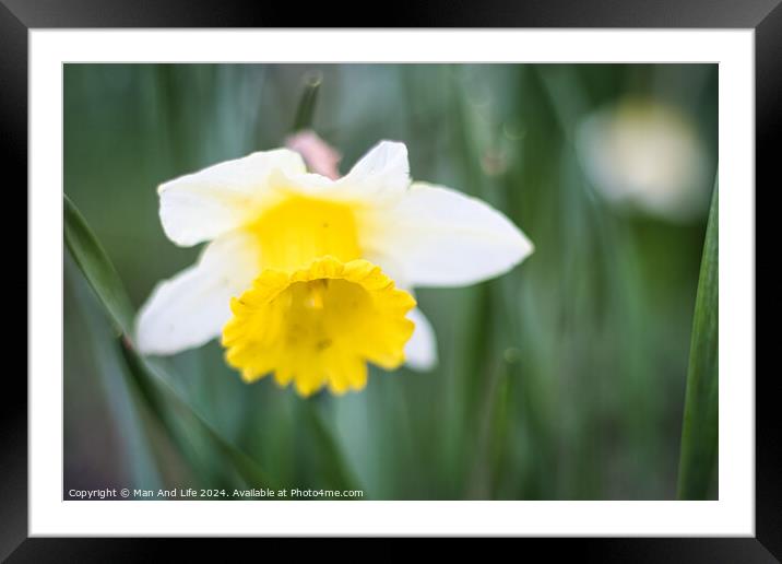 Close up photo of a yellow flower in the park Framed Mounted Print by Man And Life