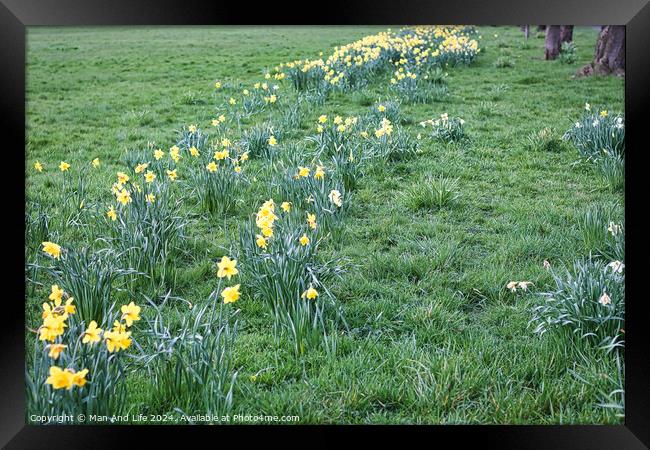 Yellow flowers on the field in the park Framed Print by Man And Life