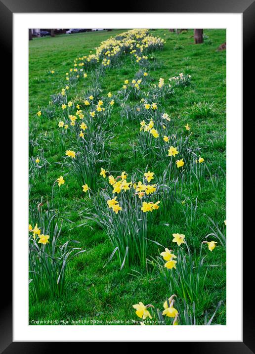 Vibrant yellow daffodils blooming along a winding path in a lush green park, signaling the arrival of spring. Framed Mounted Print by Man And Life