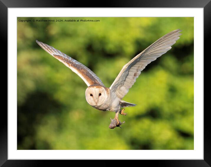 Barn Owl in Flight Framed Mounted Print by Matthew Hirst
