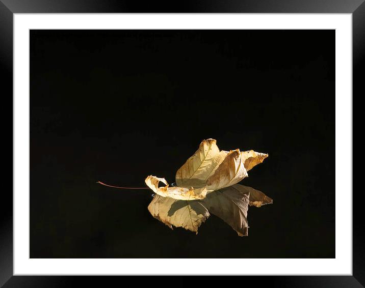A close up of a leaf, floating down a river. Framed Mounted Print by Matthew Hirst