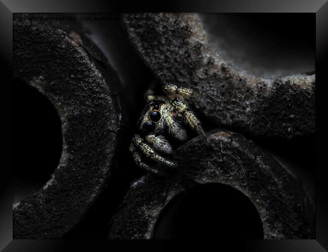 Jumping Spider Framed Print by Matthew Hirst