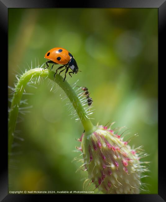 The Ladybird and the Ant  Framed Print by Neil McKenzie