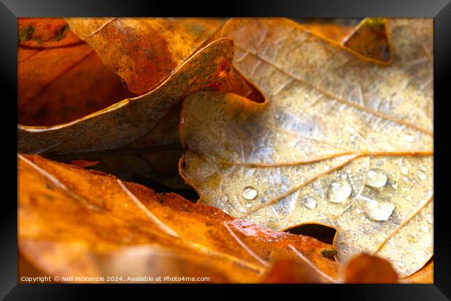 Golden leaves in autumn Framed Print by Neil McKenzie