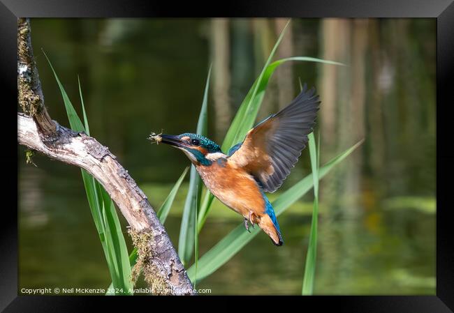 Kingfisher with it's catch  Framed Print by Neil McKenzie