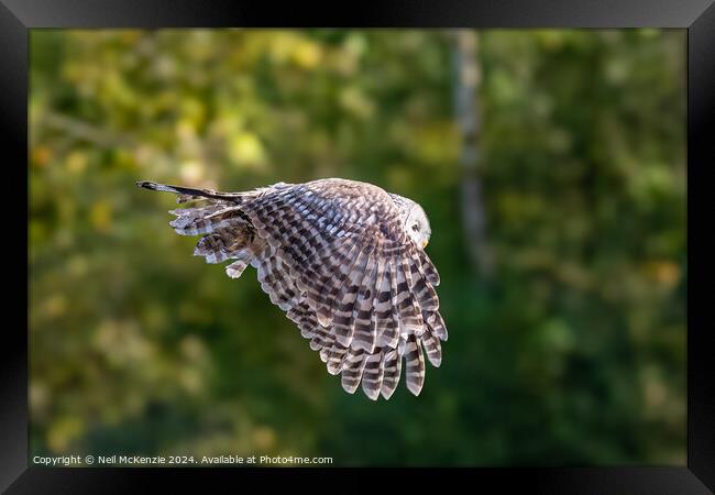 Owl in flight  Framed Print by Neil McKenzie