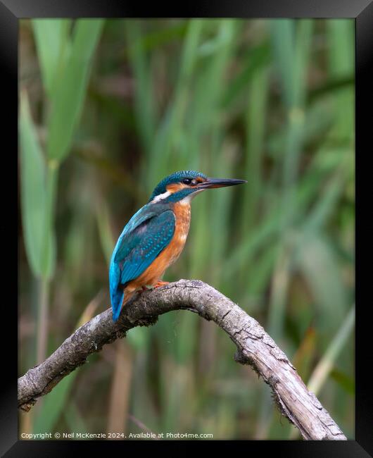 A Kingfisher bird perched on a tree branch Framed Print by Neil McKenzie