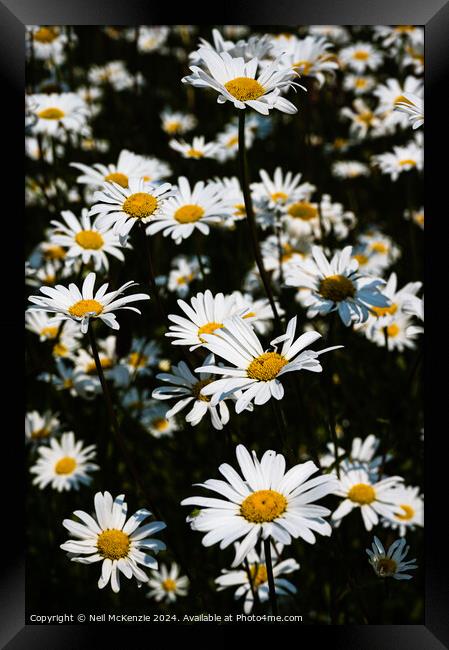 Oxeye daisies  Framed Print by Neil McKenzie