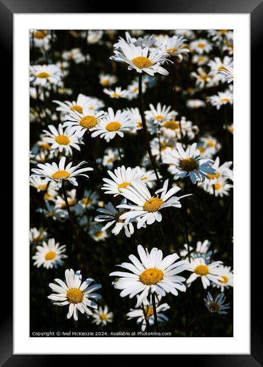Oxeye daisies  Framed Mounted Print by Neil McKenzie