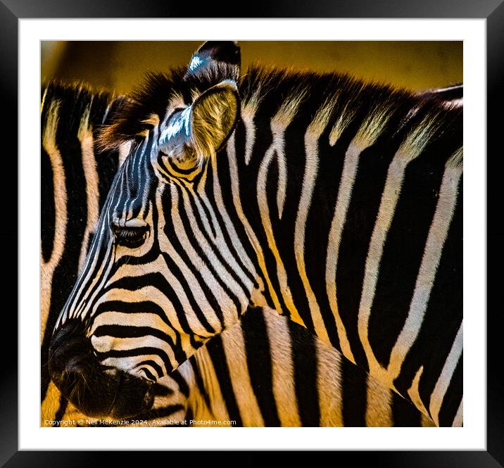 Zebras in the sun  Framed Mounted Print by Neil McKenzie