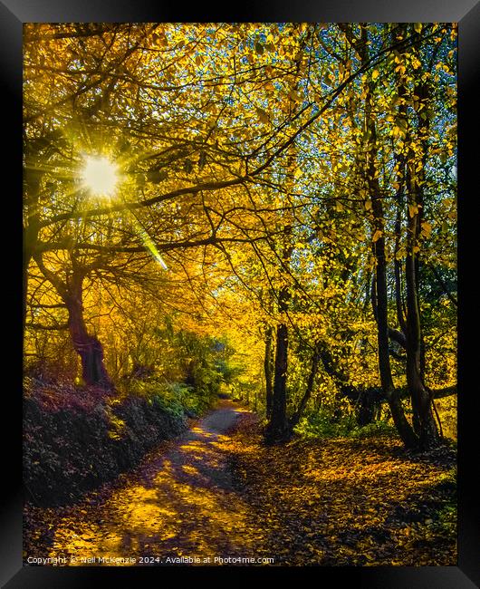 Sun shining through the autumn trees  Framed Print by Neil McKenzie